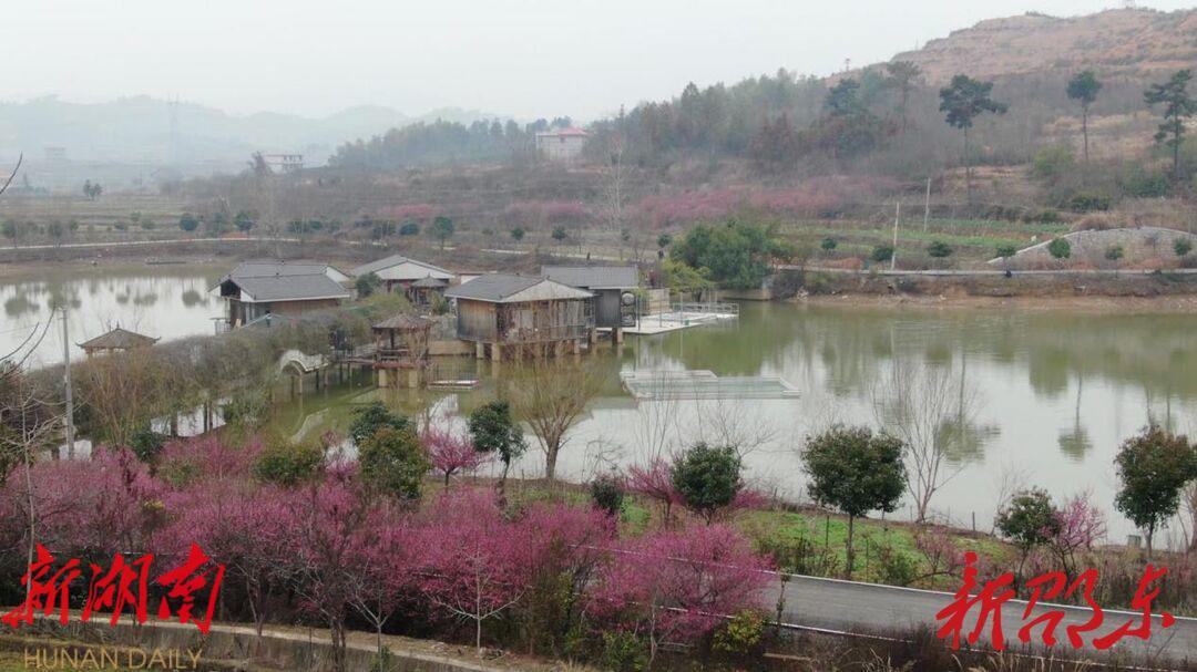 邵東市仙槎橋鎮湘荷村:梅花綻放春意濃 賞花打卡正當時_邵陽頭條網